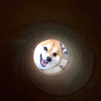 ThePizzaBoi12's profile picture. Well whatever happens happens