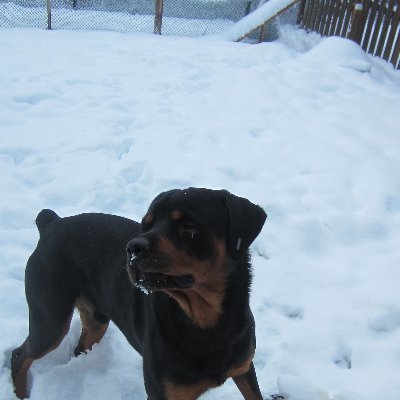 harman_nieves's profile picture. C++