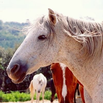 Mayoress of Sant Quirze Safaja (Barcelona) - Councilor of Climate Emergency at Moianès County Council (Catalonia). I also take care of horses and nature