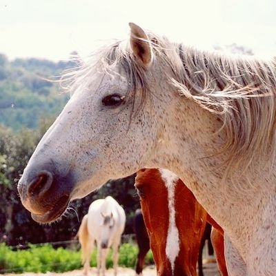 General Director on Climate Change and Environmental Quality (Government of Catalonia). I also take care of horses and nature