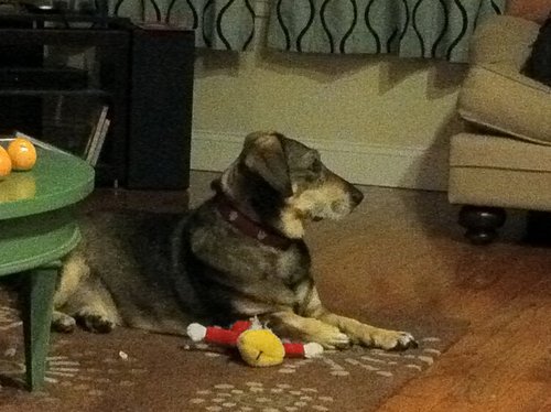 DotComtheDog's profile picture. WOOF WOOF