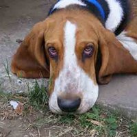 Claudio Segura (@fidelsegura) 's Twitter Profile Photo