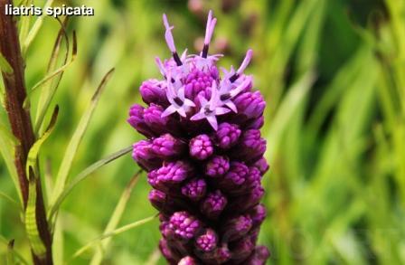 Meliska_ayu's profile picture. 