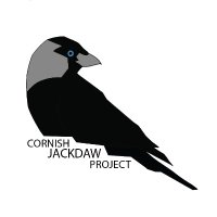 Cornish Jackdaws(@CornishJackdaws) 's Twitter Profile Photo