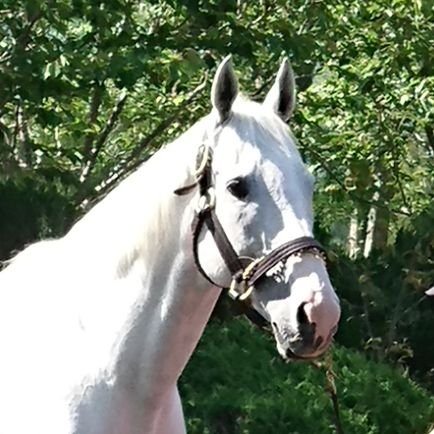 daitakuheriosu2's profile picture. 競馬、麻雀好き