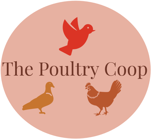 The Poultry Coop Sell : Racing Pigeon , Chicken , Poultry , Birds & Pet Accessories , Medication Products , Nests , Coop , Cages , Waterers , Feeders ,
