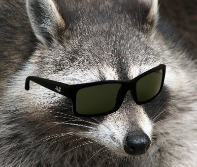 Just your friendly neighborhood raccoon