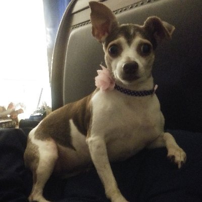 Charlot80636143's profile picture. Follower of Christ, 
Retired Educator, 
Marine Mom, and
Toy Rat Terrier Mom