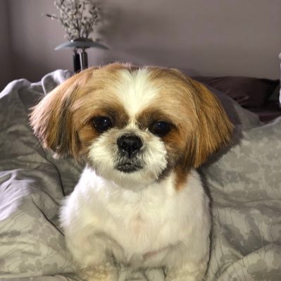 IsTwll's profile picture. 