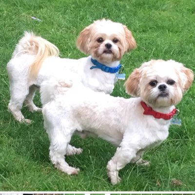 BuzzWoody11's profile picture. Hi we’re Twins we’ve had 2 Birthdays so far... we love getting up to mischief everyday 💙❤️🐶🐶