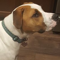 Nick Angers (@vanfullapuppies) 's Twitter Profile