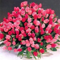 خالہ جی (@khala_sabki) 's Twitter Profile Photo خالہ جی (@khala_sabki) 's Twitter Profile Photo