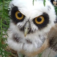 Andreas Bluhm (@hippoquantus) 's Twitter Profile