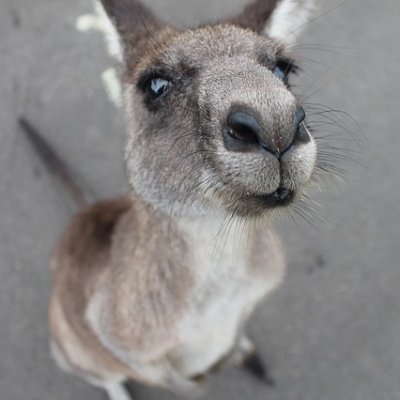 There are 100 endangered species in Australia. There are 600 species vulnerable to becoming endangered. The time for change is now. Follow for more information.
