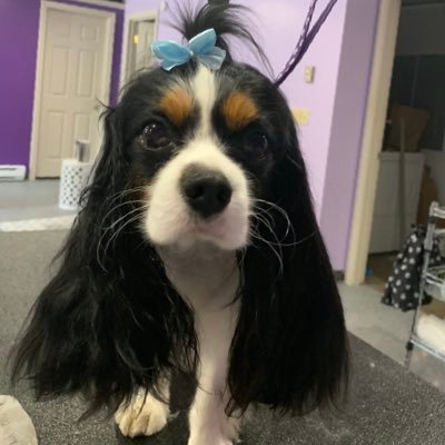 DogGroomer888's profile picture. I get to pamper pets for a living. 🐶 Gen X. she/her. Lifelong Democrat. Harris 2024 💙