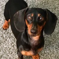 Barbara Mckeowen (@ladybambam100) 's Twitter Profile