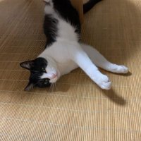 御安全に (@j9nagxupanb9es6) 's Twitter Profile