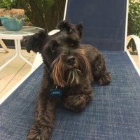 Schnauzer Mom(@Rebecca28049528) 's Twitter Profileg