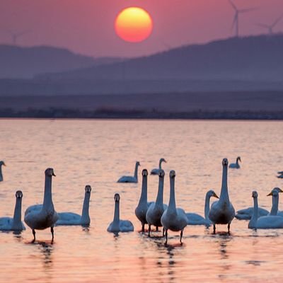 saad50519952's profile picture. 