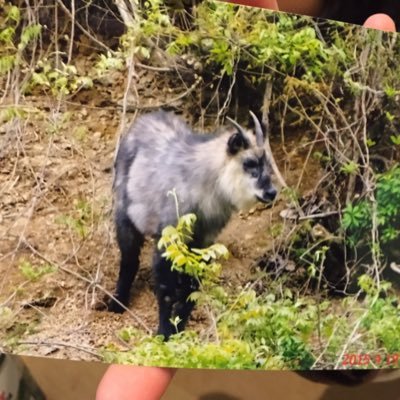 daichak2905's profile picture. オス猫  寅次郎を飼ってます