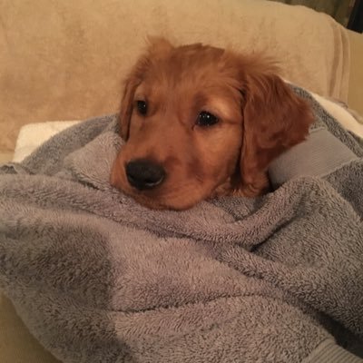 Surly_Frog's profile picture. 