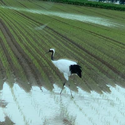 mitzmix1984's profile picture. 