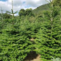 Cork Christmas Trees(@corkxmastrees) 's Twitter Profile Photo