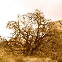 Kirk Nylen (@kirknylen) 's Twitter Profile