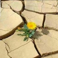 منى اللحيده (@mona45216522) 's Twitter Profile