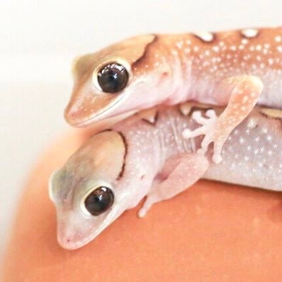 levis2_'s profile picture. オーストラリアのヤモリの繁殖をしたり水棲カメと暮らしています。 写真多め。