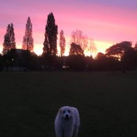 Myles McNulty (@mylesmcnulty) 's Twitter Profile