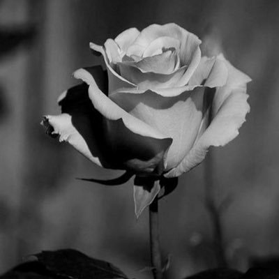 I3zxn's profile picture. رجلٌ لا يكِلُ ولا يمِل.