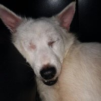 Czarina Devket (@cdevket) 's Twitter Profile