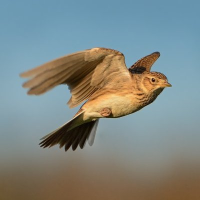 Bringing together ornithologists & birders across Europe to monitor and research bird populations to help their conservation. #EBBA2 #PECBMS #EuroBirdPortal