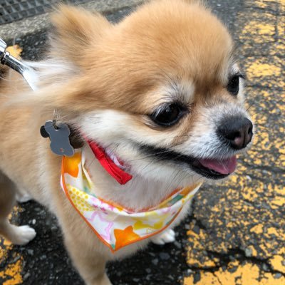 ふわり 黒ちゃん على تويتر 耳の後ろの毛玉が 外耳炎て薬塗ったら 絡まりまくりだから 伸ばしてた耳横の毛を切ったら ポメチワが芝ふわになった 男の子チックにでも また伸びるからね 短いふわりもオッケー