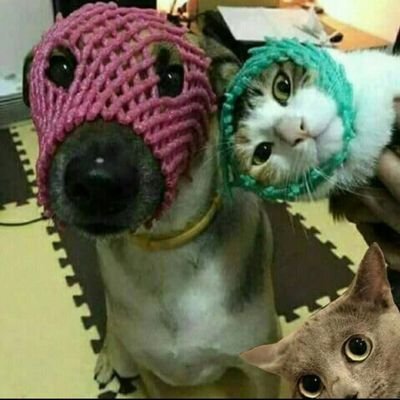 the_cupuman's profile picture. Do what is right