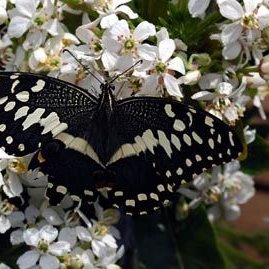 Leatherandlilac's profile picture. Leather and Lilacs is a body positive women’s clothing company that is here to empower women, and make them stand out from the crowd.