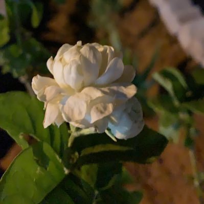 o933UjXBP95WODB's profile picture. 