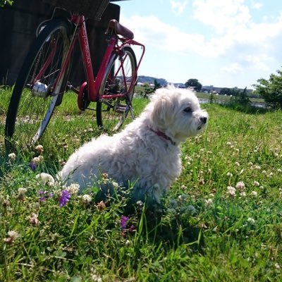 愛犬のマル（マルチーズ）6才の女の子です。