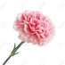 Lucia Kendal @Pinkcarnation (@luciakendal1) Twitter profile photo Lucia Kendal @Pinkcarnation (@luciakendal1) Twitter profile photo