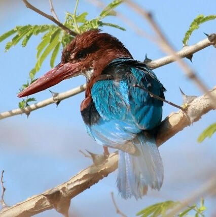 #VetalTekdi - the perfect #urban refuge!

A treasure of #biodiversity and an imp recharge zone of #aquifers.

Good #PublicTransit = #SavePuneHills for posterity