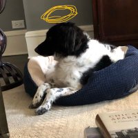 colin (@livelyacorn) 's Twitter Profile