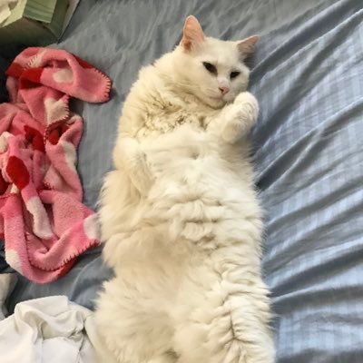 Shell0724's profile picture. 