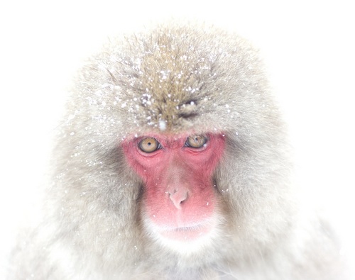 4nas's profile picture. общаюсь на тарабарском языке