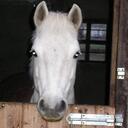 alyson freeman - @killydart - Twitter