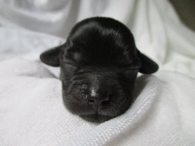 We're Cocker Spaniel x Yorkie mix puppies! Watch us grow up! 
DOB October 11 2019