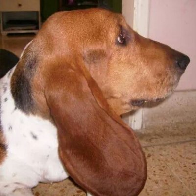 AngelicaPrs's profile picture. 