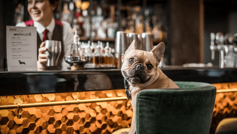 barksandiego's profile picture. 🍺❤️🐺
Sit. Stay. Be social.
Enjoy San Diego’s only dog park + full Bar. Follow us for updates on our grand opening. 🙌🏼🍹🐕