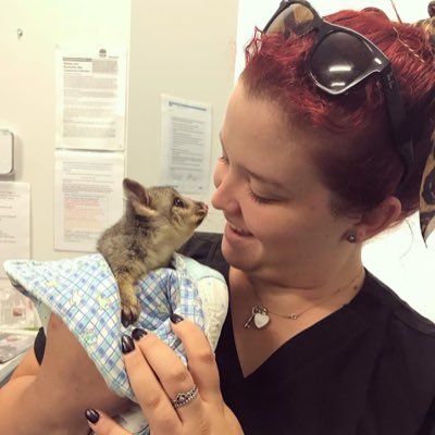 RvtTamara's profile picture. Registered Veterinary Technologist doing a Masters @csuwagga majoring in wildlife and ecology. Wildlife rescuer and emergency tech 🦜🦅🦘🐨