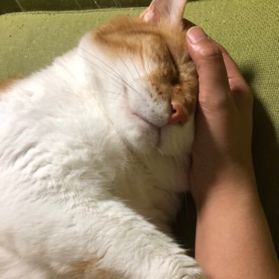 SaspBylily's profile picture. 猫が好き（珠🌈鈴🌈ななみ🌈）。動物が好き🐈🦭自然が好き。読書が好き。編み物が好き。時代劇が好き。古典落語が好き。19-25までオーストラリア在住🇦🇺 中枢神経原発悪性リンパ腫の母を在宅介護中（要介護4）。大腿骨骨折の父入院中。実家と家と2拠点生活中and姑と同居中。よろしくお願いします。